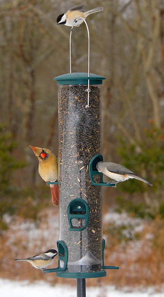 Wild Bird